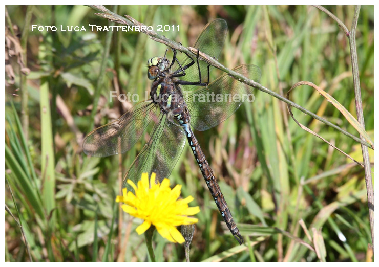 libellula